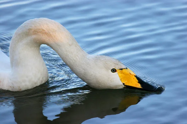 Cisne Branco Lago — Fotografia de Stock