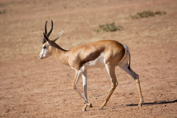 Springbok Antidorcas Marsupialis Walking Grazing Dry Grasslands Desert — Stock Photo, Image