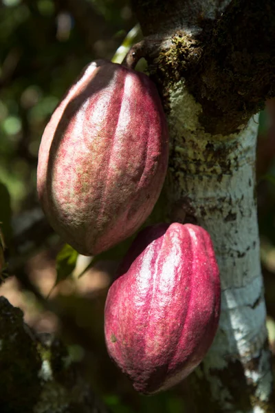 cacao beans growing at agricultural plantation