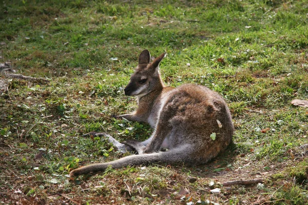 Canguro Nella Foresta — Foto Stock