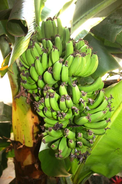 Zelený Banánový Strom Zahradě — Stock fotografie