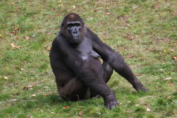 Lindo Gorila Zoológico — Foto de Stock