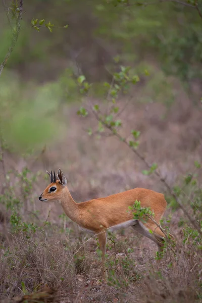 Whitetail Deer Forest — Stock Photo, Image