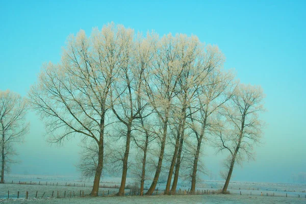 Vista Los Árboles Invierno — Foto de Stock