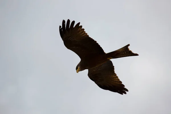 Eine Nahaufnahme Eines Fliegenden Vogels — Stockfoto