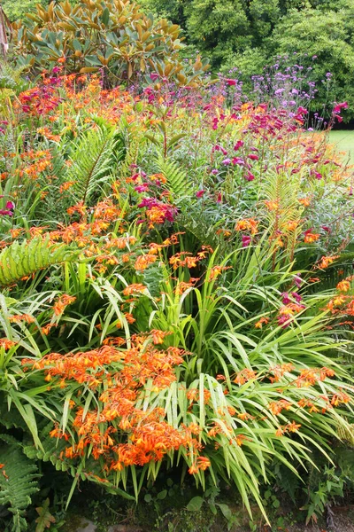 Prachtig Uitzicht Wilde Bloemen — Stockfoto