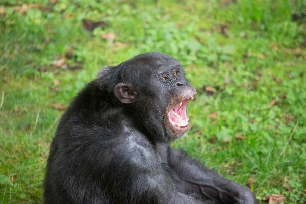 Över Söt Svart Schimpans — Stockfoto