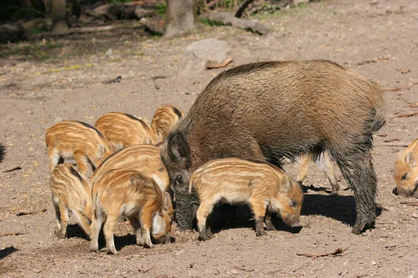 Porcs Fourrure Les Mignons Dans Zoo — Photo