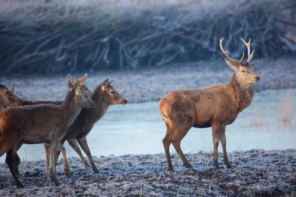 Landscape Doe Herd Red Deer Cervus Elaphus — Stock Photo, Image