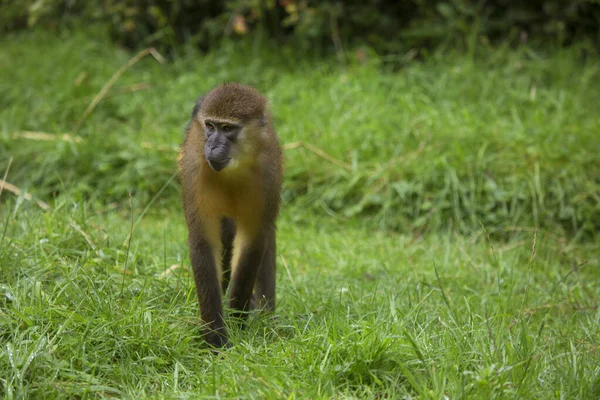 Jovem Toque Macaco Natureza — Fotografia de Stock