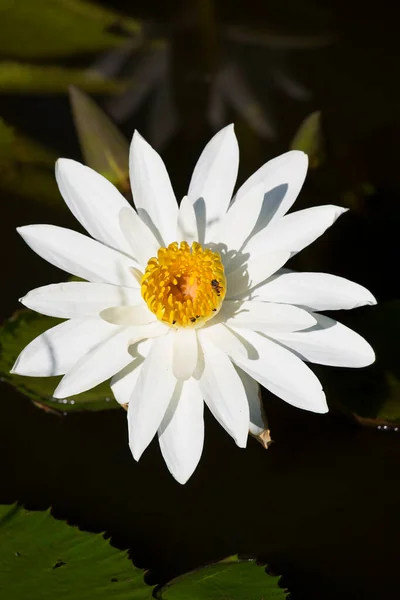 Beautiful Lotus Flower Pond — Stock Photo, Image