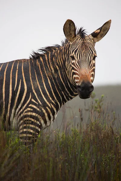 Zebra Savannen — Stockfoto