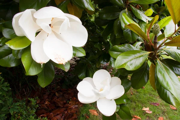 庭の白い花の閉鎖 — ストック写真