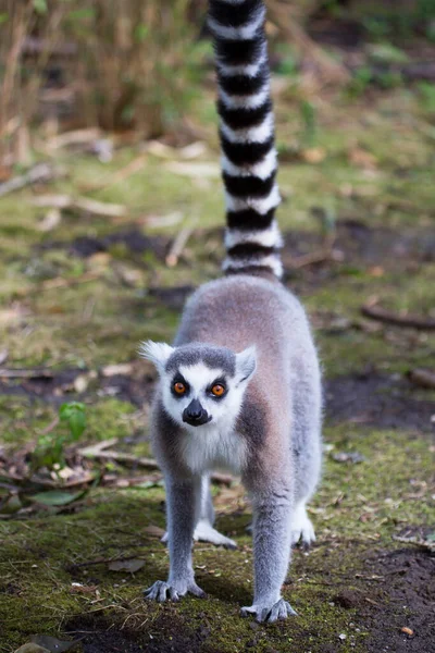Halka Kuyruklu Lemur Lemur Catta — Stok fotoğraf