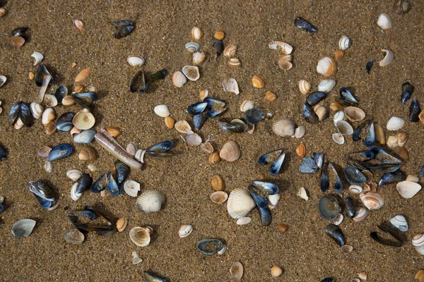 浜辺の貝殻 — ストック写真