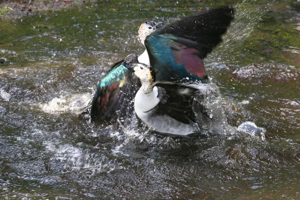 Canards Dans Eau — Photo