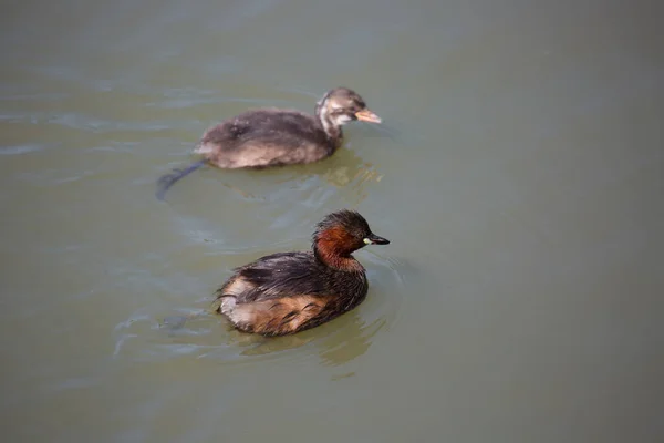 Canards Dans Eau — Photo