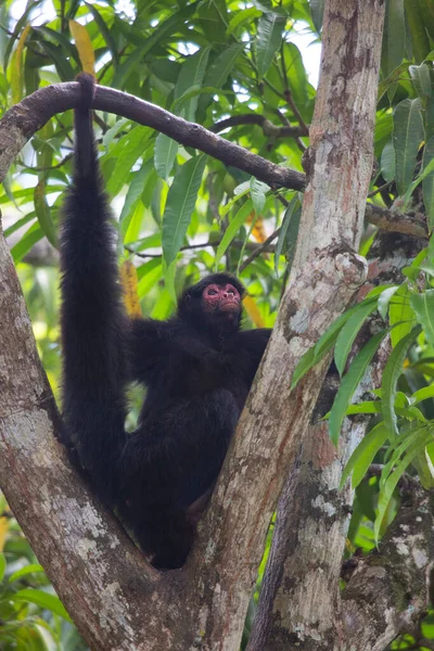 Macaco Selva Habitat Natural — Fotografia de Stock