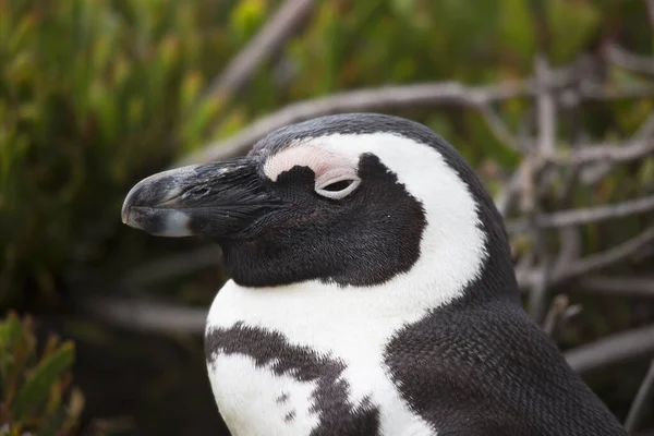 Nahaufnahme Von Niedlichen Pinguin — Stockfoto