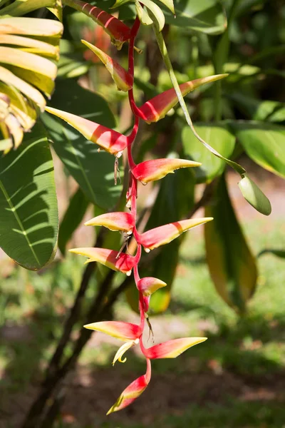 レッドパルル ヘリコニアBihai 花や葉と湿気があり 原始的な雨林の風景 — ストック写真
