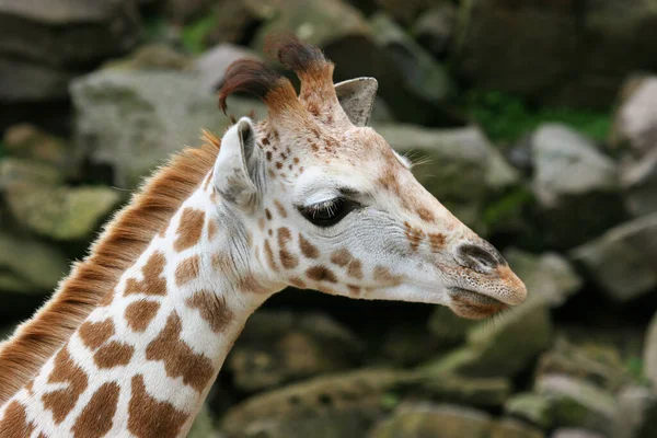 動物園の若いキリンは — ストック写真