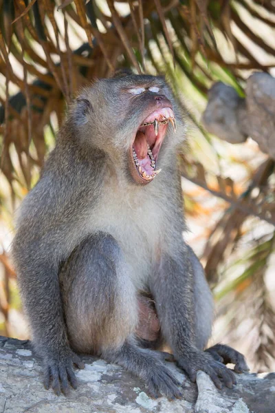 Retrato Toldo Nervoso Que Come Caranguejo Macaco Cauda Longa Macaca — Fotografia de Stock