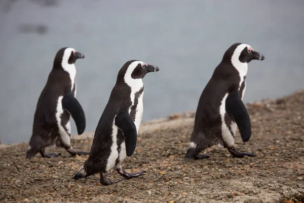 cute penguins at sea beach