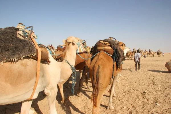 Lasttier Dromedar Camelus Dromedarius Bei Seiner Transportarbeit Der Sahara — Stockfoto