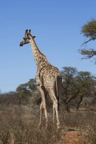 Південноафриканський Або Мис Жираф Giraffa Camelopardalis Гуляючи Через Саванний Ландшафт — стокове фото