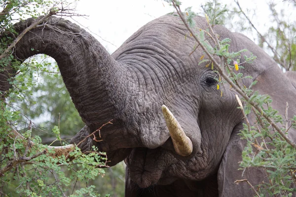 Elefant Der Savanne Von Kenia — Stockfoto