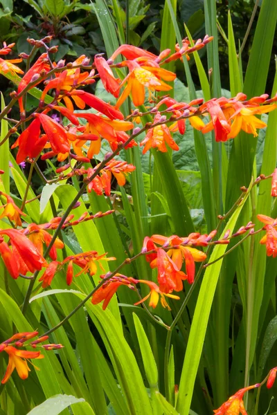 Montbretia Plant Crocosmia Crocosmiiflora — Stockfoto