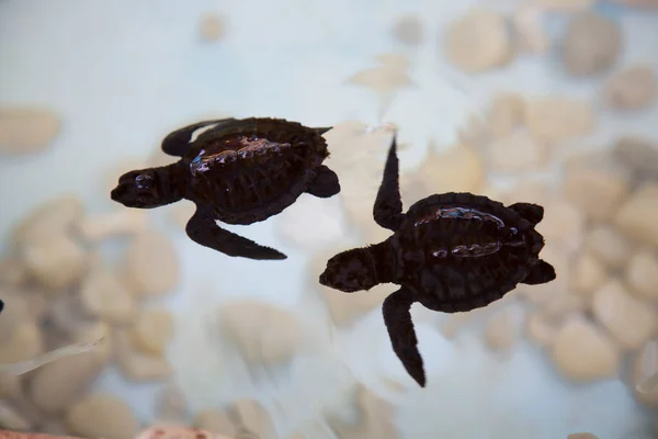 Vue Rapprochée Petites Tortues Déplaçant Sous Eau — Photo