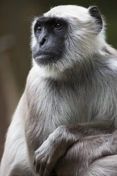 Close White Taile Macaque — стоковое фото