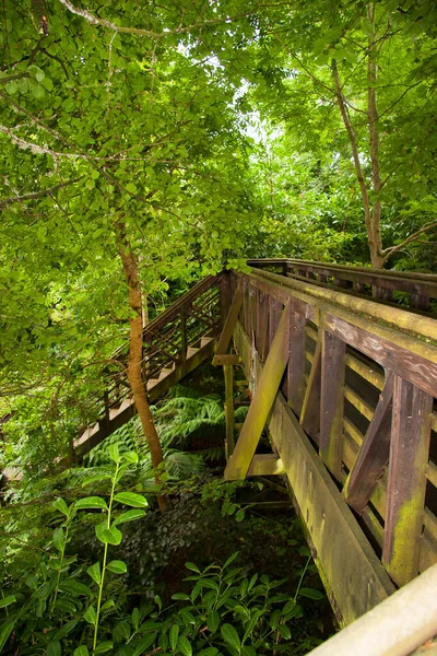 Drewniany Most Lesie — Zdjęcie stockowe