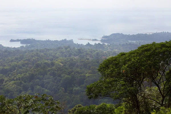 Erhöhter Blick Auf Tropisches Dschungel Grün — Stockfoto