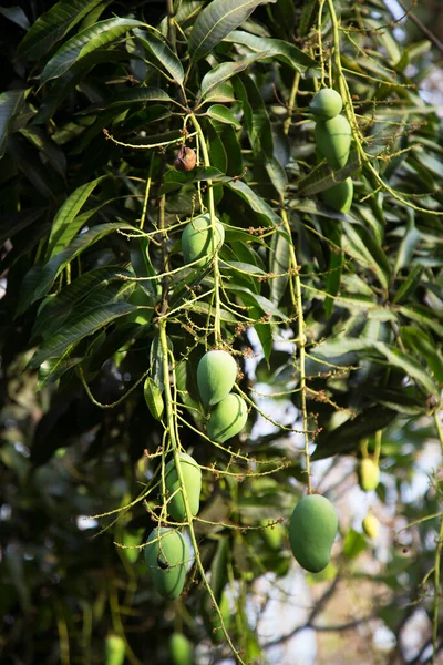 Owoce Rosnące Drzewie Mango Zielonymi Liśćmi — Zdjęcie stockowe