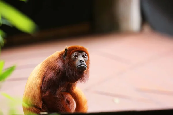 Closeup Guyanan Red Howler Monkey Alouatta Macconnelli — Stock Photo, Image