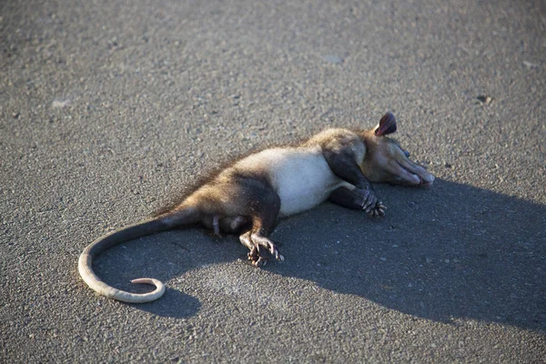 Animal sleeping on the road at sunny day