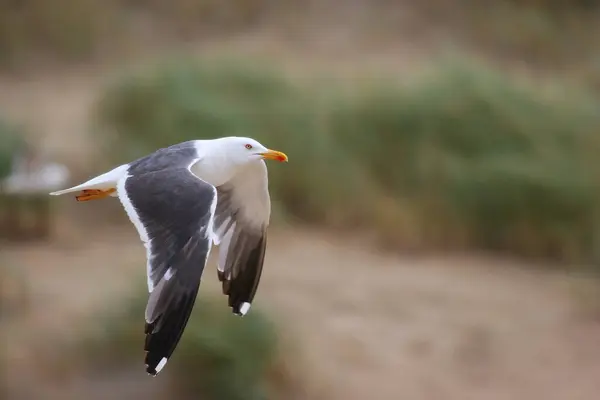 空を飛ぶカモメ — ストック写真