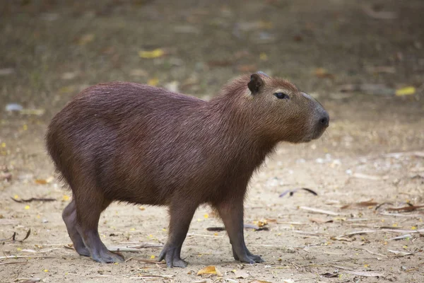 Nahaufnahme Eines Braunen Wasserschweins — Stockfoto