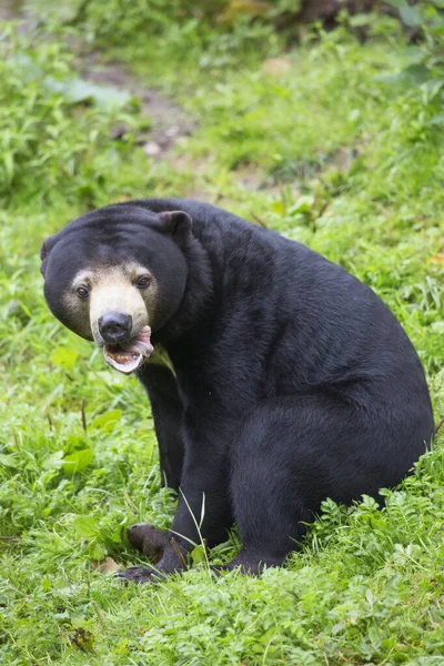 Czarny Niedźwiedź Lesie — Zdjęcie stockowe