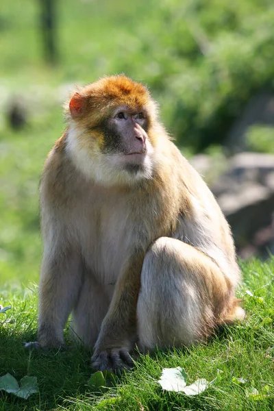 Gros Plan Bébé Singe Mignon — Photo