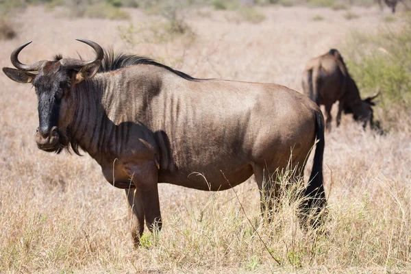 Afrikaanse Buffel Savanne Van Kenya — Stockfoto