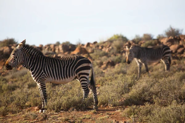 Hegyi Zebra Equus Zebra Álló Legelő Nyílt Füves Területen Táj — Stock Fotó