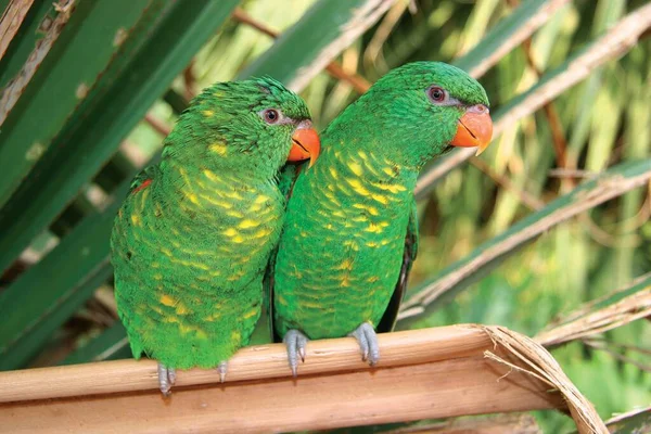 Bellissimi Pappagalli Giardino — Foto Stock