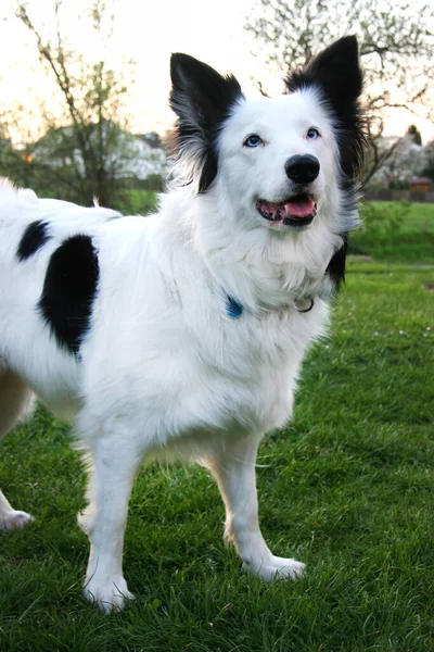 Weißer Hund Park — Stockfoto