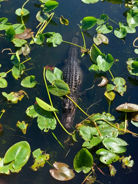 Krokodil Úszás Tóban — Stock Fotó