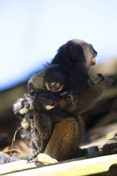 Marmoset Fêmea Cabeça Branca Tufado Callithrix Geoffroyi Com Três Bebés — Fotografia de Stock