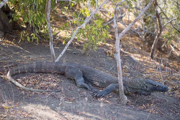 Komodo Sárkány Természetes Élőhelyen Komodo Park Indonézia — Stock Fotó