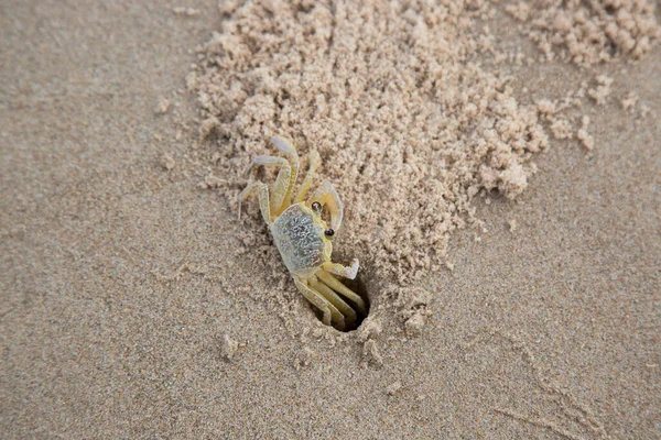 Crabe Fantôme Atlantique Ocypode Quadrata Marchant Latéralement Sur Plage Marée — Photo